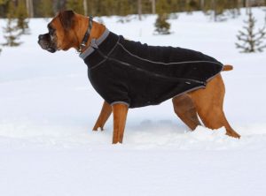 How to care for your pet during winter time